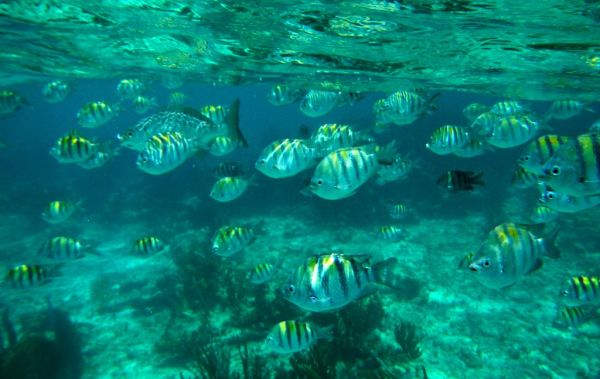 Mergulho com snorkel