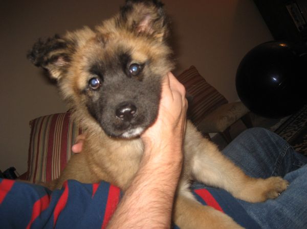 Vaquinha do futuro cachorro